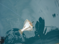 37cmヒラメが釣れました。