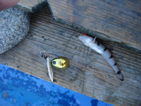 2週間ぶりにヒラメが釣れました。