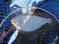 2週間ぶりにヒラメが釣れました。