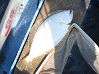 強風の中、42cmヒラメが釣れました。