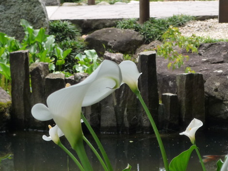 鎌倉・長谷寺