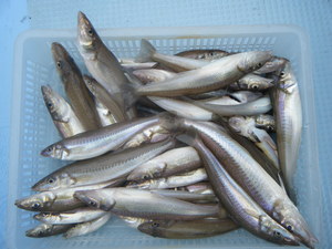 シロギス
