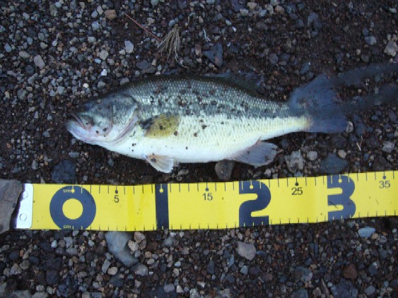 釣って食べる 狩猟本能全開 ついでにbbq 河口湖へ