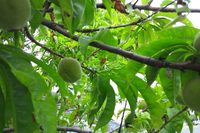 梅雨、明けんかな？
