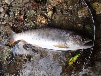 ２ヶ月ぶりの釣行