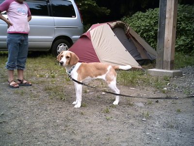 青野原ＡＣにて、わが愛犬。