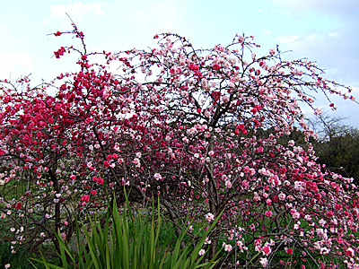 八重桜