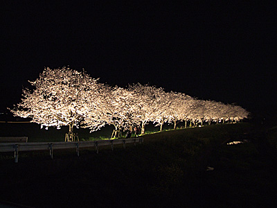 夜桜