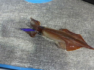 イカ釣りに・・