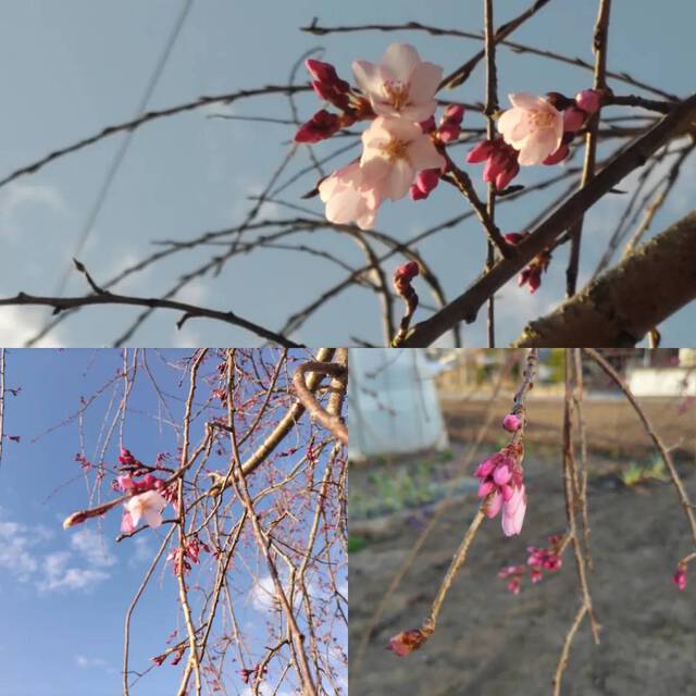 枝垂れ桜