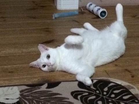 呼んだ？