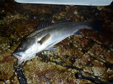 night fishing'見聞録vol.12
