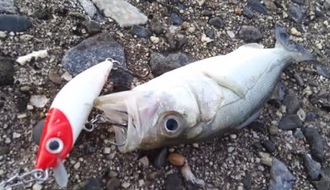 まだまだ今年は釣り足りねぇー！