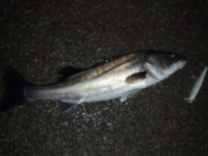 night fishing'見聞録vol.13