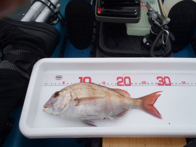 kayak fishing見聞録vol.12