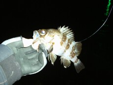 night fishing'見聞録vol.11