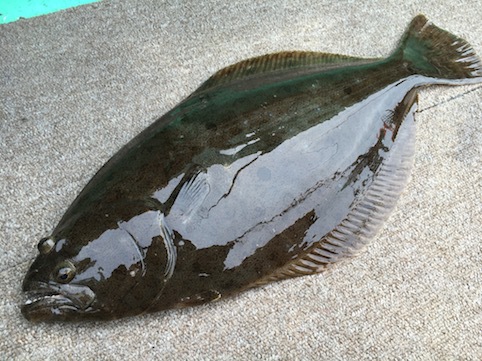 淡水鱒時々潮魚 小樽でヒラメ釣り