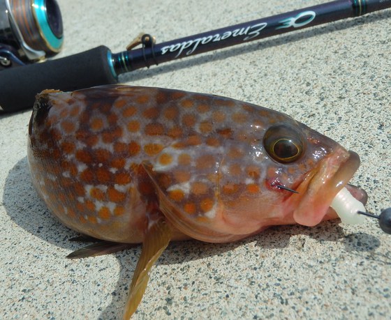 敦賀越前ナブラ祭りと烏賊アジ根魚♪