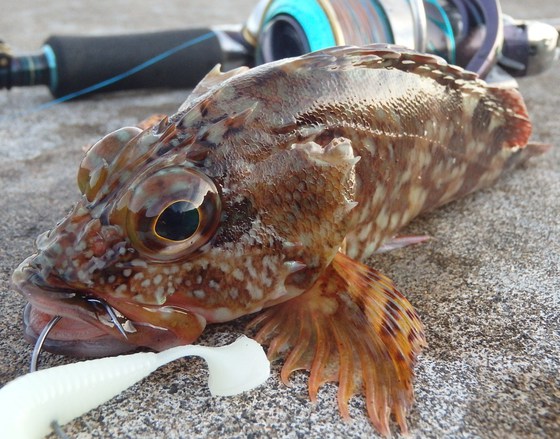 敦賀越前ナブラ祭りと烏賊アジ根魚♪