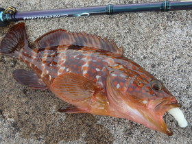 敦賀越前ナブラ祭りと烏賊アジ根魚♪