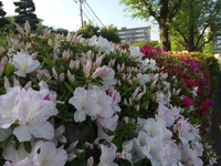 季節の花。