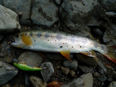 ベストシーズンなのに魚より石が気になる。