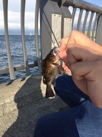 釣りもぐら