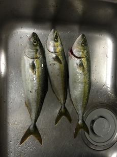大畑釣り