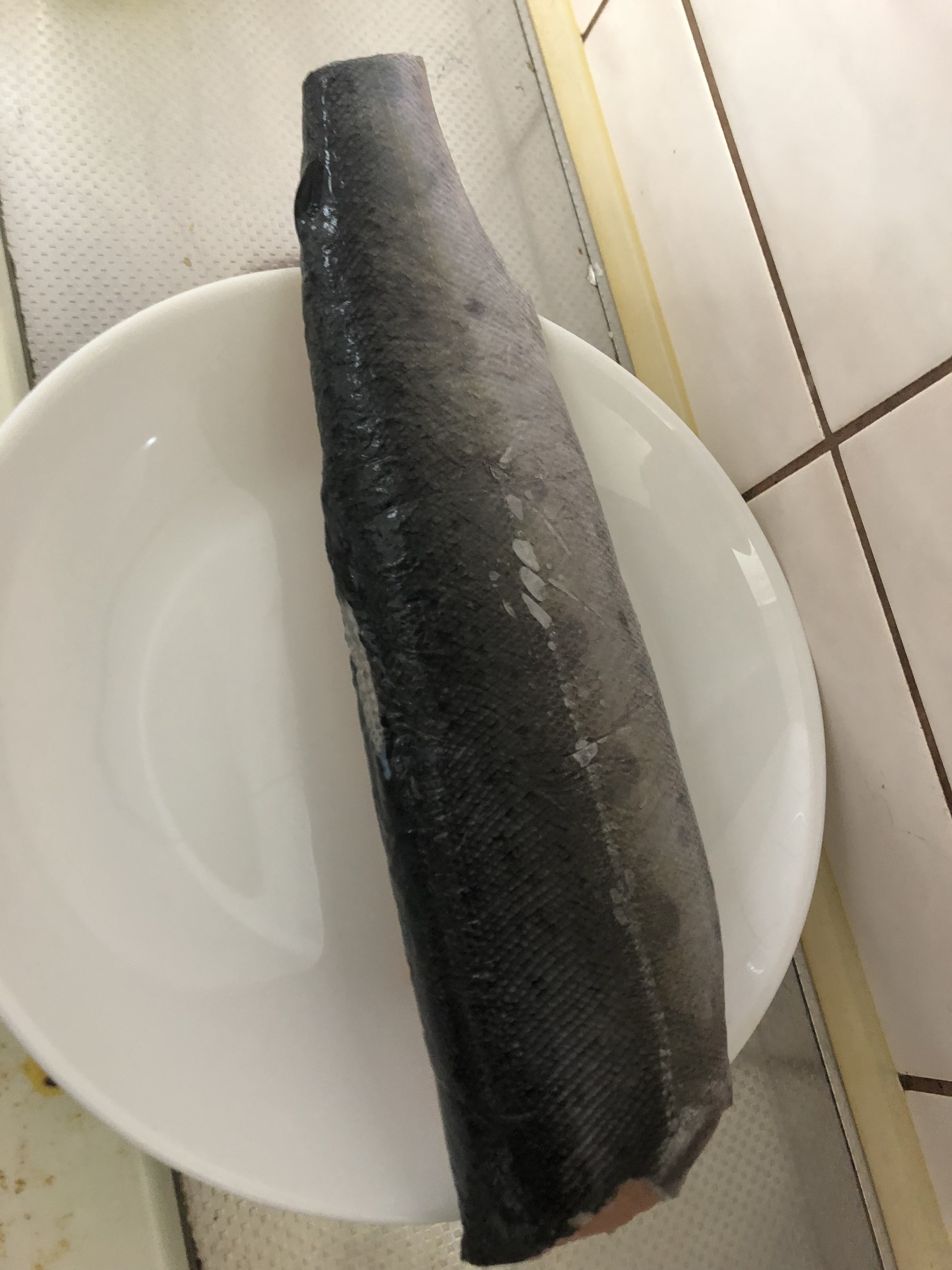 釣って来た魚を食べます！