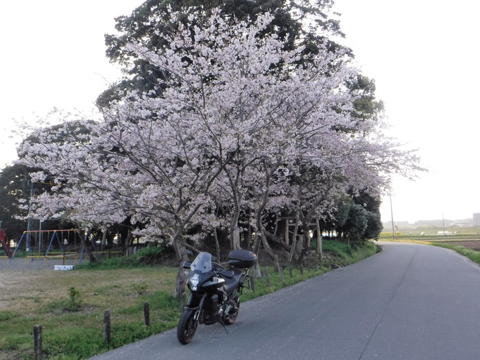 桜を追っ掛けツーリング
