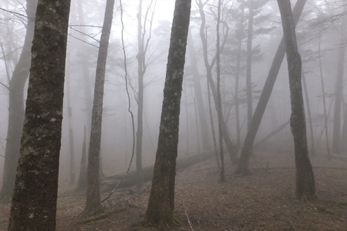 麻布山～前黒法師山～バラ谷の頭