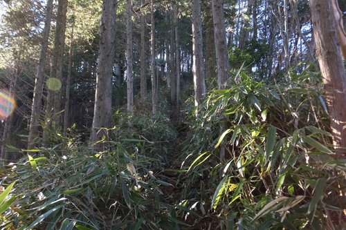 春埜山～鳥居沢山～大日山