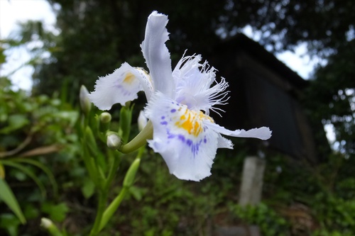 高草山