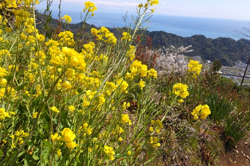 高草山