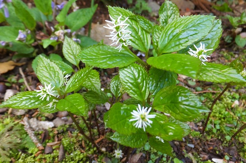 高草山