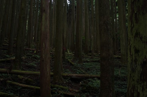 則沢～竜爪山（雨により撤退）