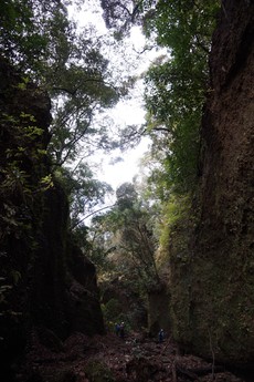 久能～日本平（ロープウェイ下ハイキング道２）
