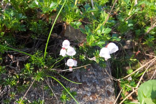 蓮華岳～針ノ木岳～赤沢岳～岩小屋沢岳　②針ノ木岳～スバリ岳～赤沢岳～鳴沢岳～岩小屋沢岳編