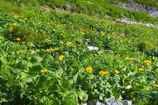 蓮華岳～針ノ木岳～赤沢岳～岩小屋沢岳　②針ノ木岳～スバリ岳～赤沢岳～鳴沢岳～岩小屋沢岳編