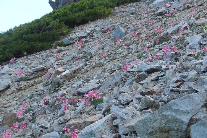蓮華岳～針ノ木岳～赤沢岳～岩小屋沢岳　②針ノ木岳～スバリ岳～赤沢岳～鳴沢岳～岩小屋沢岳編