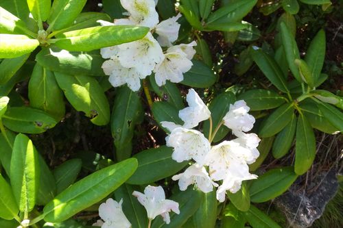 蓮華岳～針ノ木岳～赤沢岳～岩小屋沢岳　②針ノ木岳～スバリ岳～赤沢岳～鳴沢岳～岩小屋沢岳編