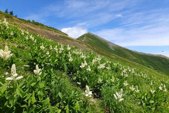 蓮華岳～針ノ木岳～赤沢岳～岩小屋沢岳　②針ノ木岳～スバリ岳～赤沢岳～鳴沢岳～岩小屋沢岳編