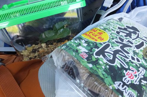 蓮華岳～針ノ木岳～赤沢岳～岩小屋沢岳　②針ノ木岳～スバリ岳～赤沢岳～鳴沢岳～岩小屋沢岳編