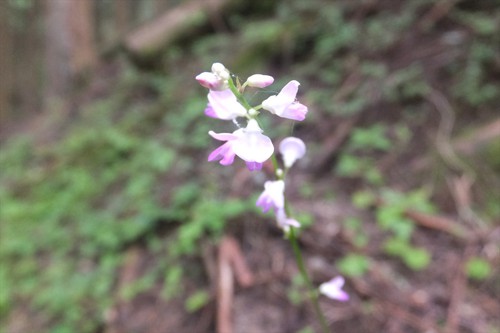 竜爪山途中撤退