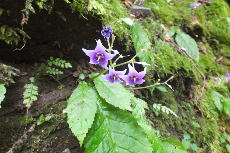 竜爪山途中撤退