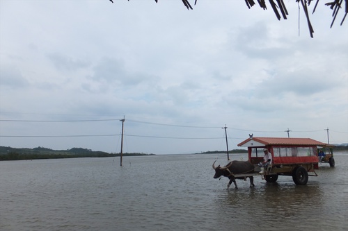 沖縄旅行　③西表島～由布島編