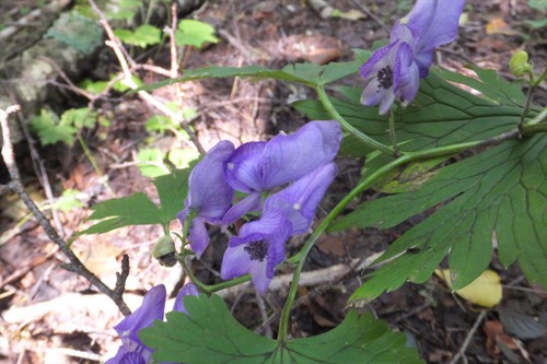 南東尾根～仁田岳～茶臼岳～鳥小屋尾根