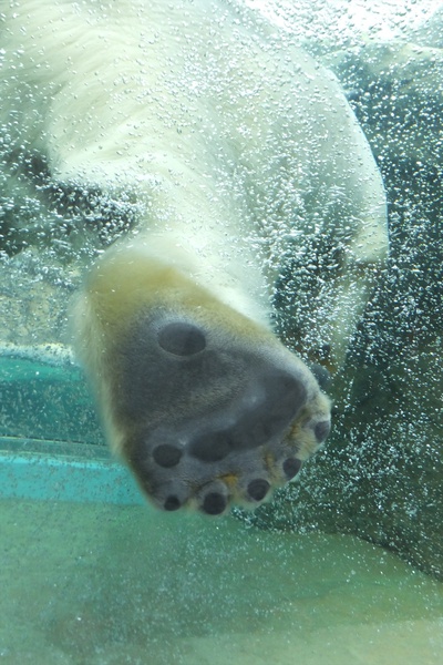 日本平動物園