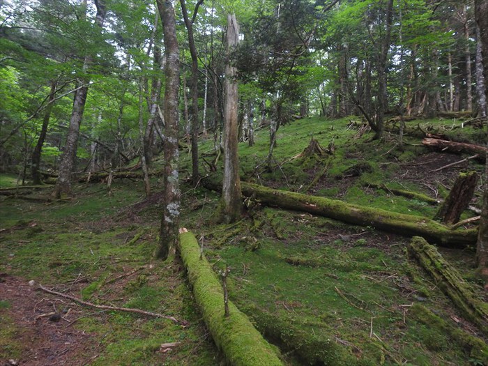 宝永山（須山口登山歩道～村山古道）