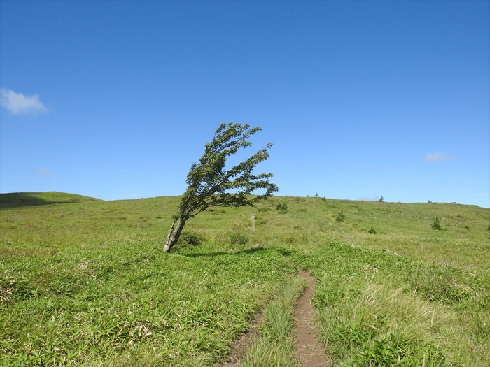 霧ヶ峰（蝶々深山～車山～南・北の耳～ゼブラ山～物見岩）